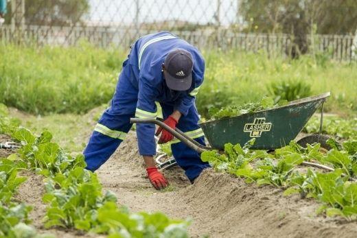 5 Tips for Starting Your Own Vegetable Patch in Australia