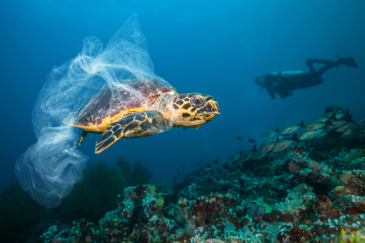 How Reducing Plastic Waste Can Help Protect Wildlife